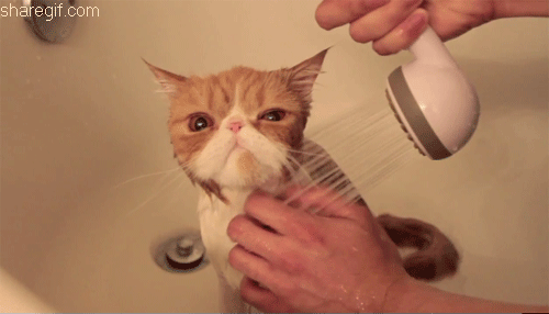 Funny Cat Gifs for Laugh 2
