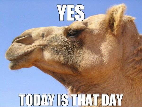 Funny Hump Day Pics with Camel 1