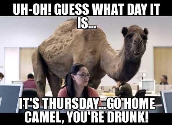 Funny Hump Day Pics with Camel 2
