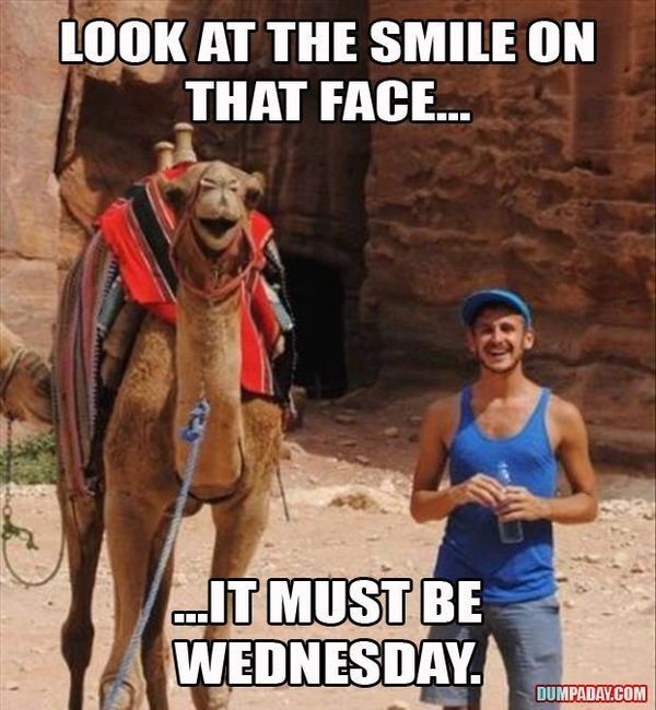 Funny Hump Day Pics with Camel 4