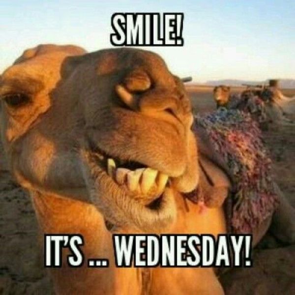 Funny Hump Day Pics with Camel 5