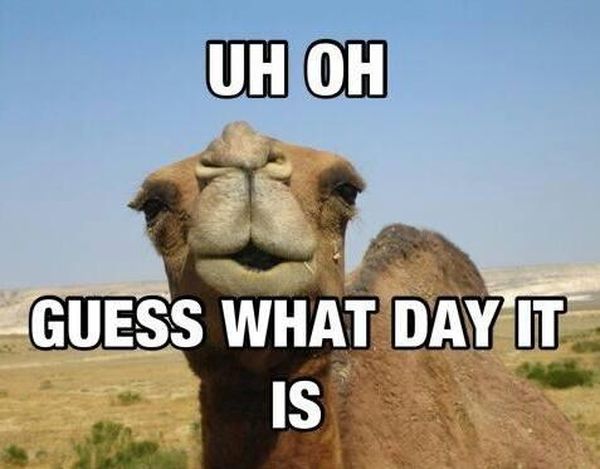 Funny Hump Day Pics with Camel 6