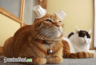 Hilarious Cat Gifs for Fun 1