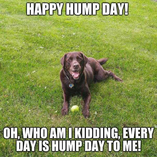 Hilarious Images with Hump Day Humor 4