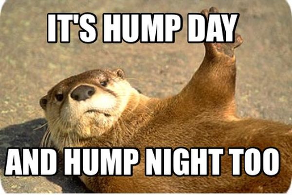 Hilarious Images with Hump Day Humor 5