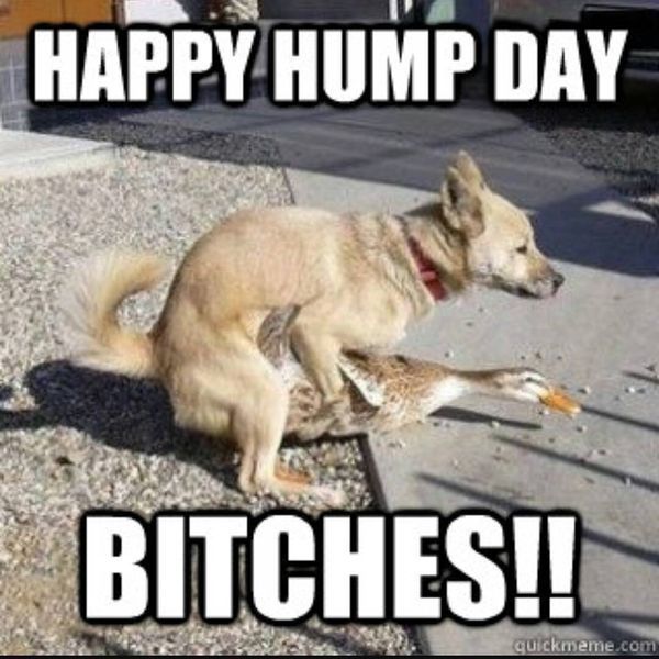 Hump Day Meme Dirty yet Funny 2