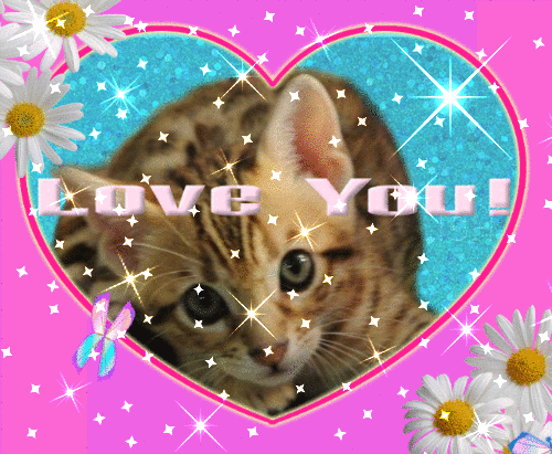 I Love You Gif for Your Kitten 1