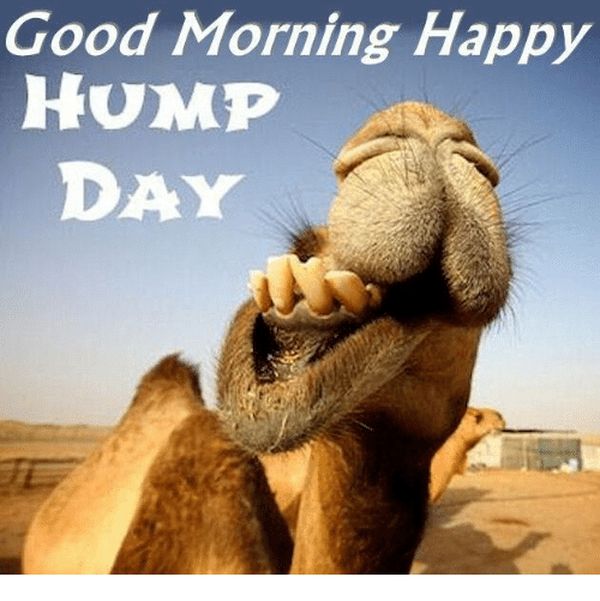 The Best Good Morning Hump Day Memes 1