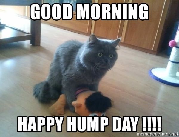 The Best Good Morning Hump Day Memes 5