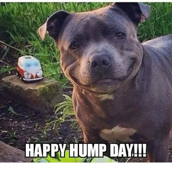 The Best Good Morning Hump Day Memes 6