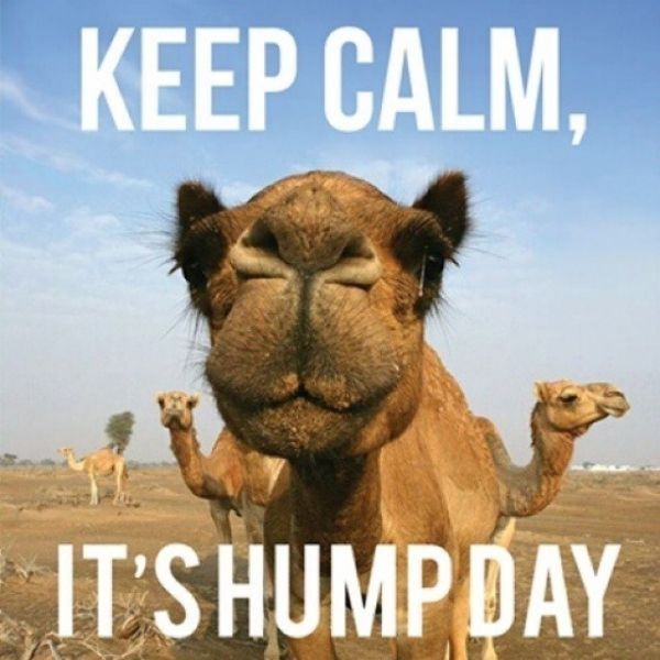 The Funniest Hump Day Images and Quotes 6