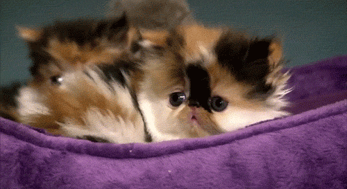 Touching Gif Pictures with Sad Kitty 2