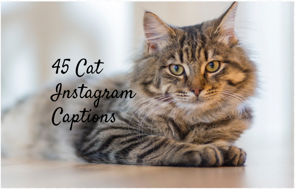 100 Cat Captions For Instagram Meow Healthy Tips