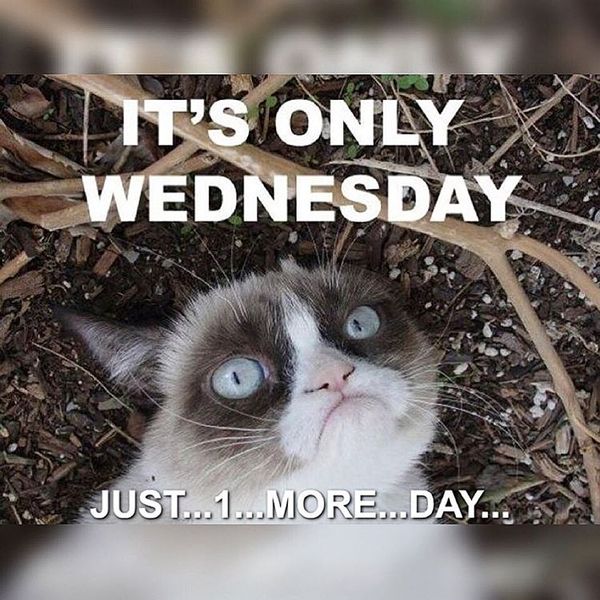 Funny Wednesday Memes 1
