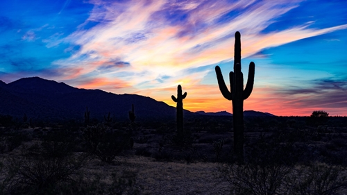 phoenix cactus