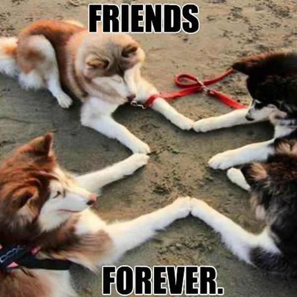 Friends forever